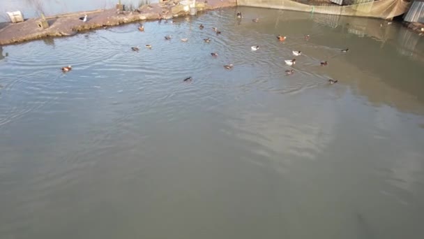 Ducks Flock Ducks Swimming Pond — Stock Video