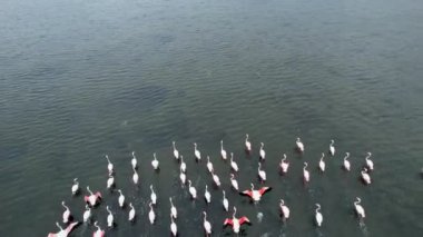 Flamingolar, flamingo sürüsü. Yüksek kalite 4k görüntü