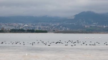Kuşlar, denizdeki kuş sürüsü. Yüksek kalite 4k görüntü