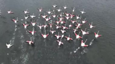 Flamingolar, flamingo sürüsü. Yüksek kalite 4k görüntü