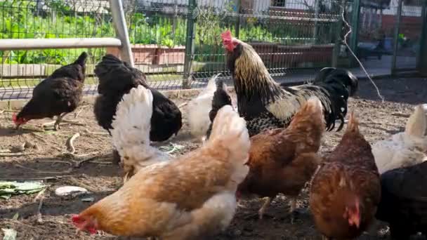 鶏に餌を与える ロースターと鶏が小屋で餌を与える — ストック動画