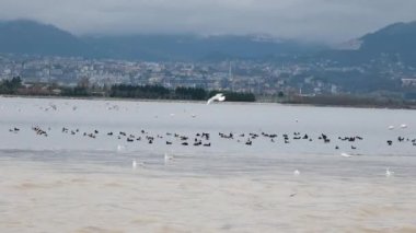 Kuşlar, denizdeki kuş sürüsü. Yüksek kalite 4k görüntü