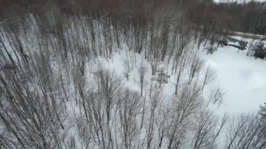 Karlı Orman, Hava Karlı Orman. Yüksek kalite 4k görüntü