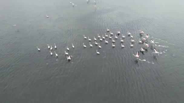 flamants roses, troupeau aérien de flamants roses. Images 4k de haute qualité