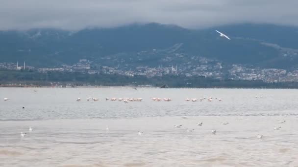 Fåglar Flock Fåglar Havet Högkvalitativ Film — Stockvideo