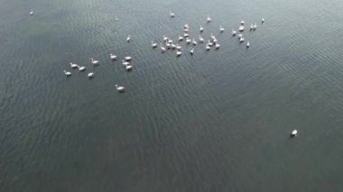 Flamingolar, flamingo sürüsü. Yüksek kalite 4k görüntü