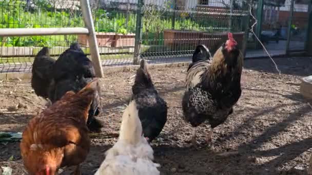 Chickens Feeding Rooster Chickens Feeding Coop — Stock Video