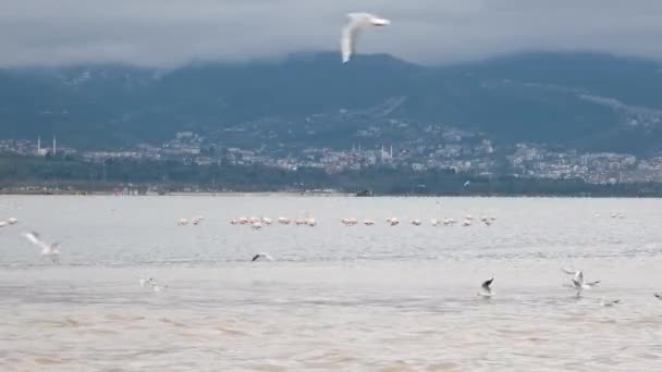 Πουλιά Σμήνος Πουλιών Στη Θάλασσα Υψηλής Ποιότητας Πλάνα — Αρχείο Βίντεο