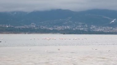 Kuşlar, denizdeki kuş sürüsü. Yüksek kalite 4k görüntü