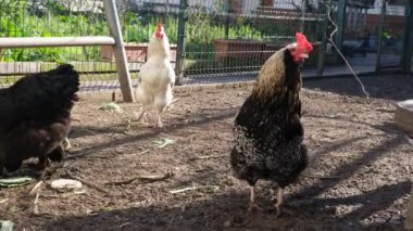 Tavuklar kümeste besleniyor, horoz ve tavuklar besleniyor