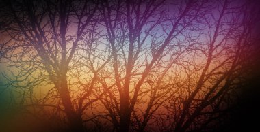 Retro film fotoğrafçılık etkisi. Grunge doku yapısı. Tozlu Holografik Soyut Çok Renkli Vintage Görüntü Arka plan Fotoğrafı, Gökkuşağı Işık Sızıntısı Prizma Renkleri, Kışın büyük dallı ağaç