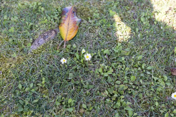 stock image A daisy in a home garden