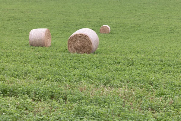 Some Hay Bales Field — Stock Photo, Image