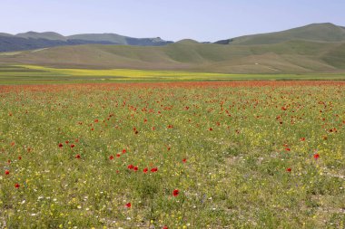 Castelluccio 'da bir tarlada çiçekler.