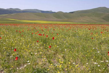 Castelluccio 'da bir tarlada çiçekler.