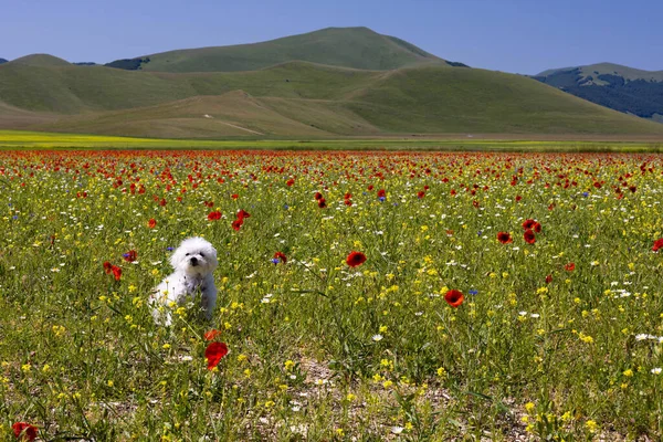 Maltesisk Hund Mellan Blommor Castelluccio — Stockfoto
