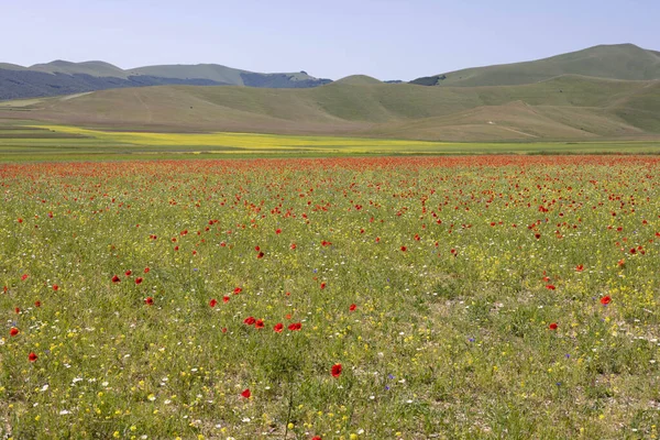 stock image Flowers in a field in Castelluccio