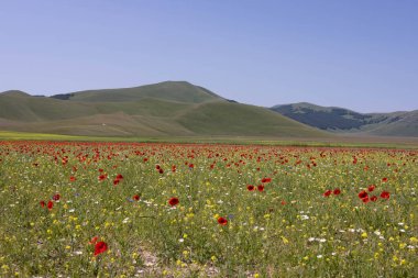 Castelluccio di Norcia, İtalya 'da.
