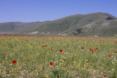 Castelluccio di Norcia, İtalya 'da.
