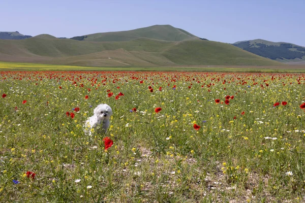 Maltesisk Hund Mellan Blommor Castelluccio — Stockfoto