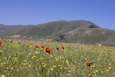 Castelluccio di Norcia, İtalya 'da.