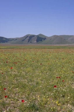 Castelluccio di Norcia, İtalya 'da.