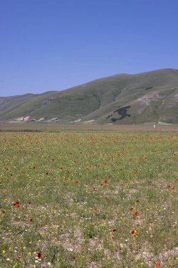 Castelluccio di Norcia, İtalya 'da.