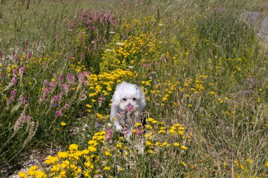 Castelluccio 'da çiçekler arasında Malta köpeği