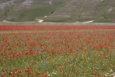 Castelluccio 'da bir tarlada çiçekler.