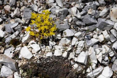 Beyaz taşlar arasında sarı çiçekler