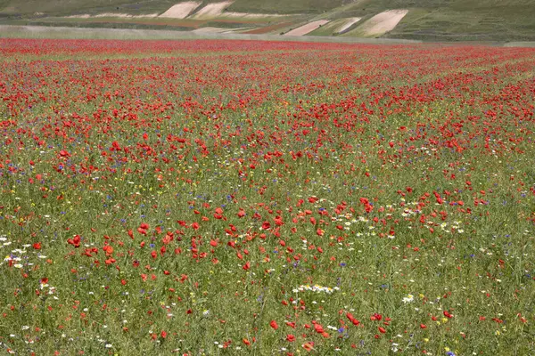 stock image Flowers in a field in Castelluccio