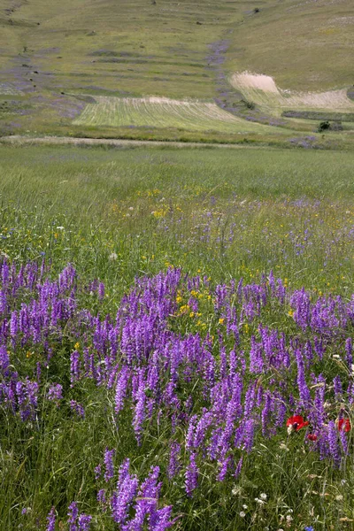 Фіолетові Квіти Кастельюччо Норія — стокове фото