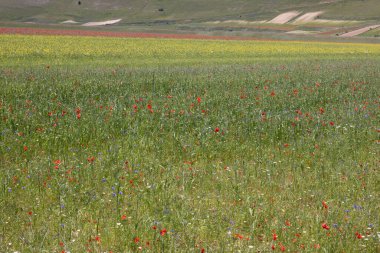 Castelluccio di Norcia, İtalya 'da.