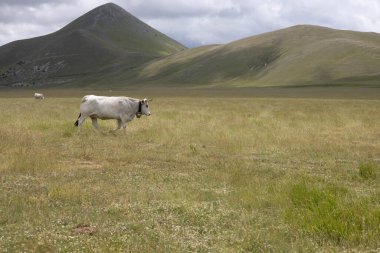 İtalya, Abruzzo 'daki Campo Imperatore.