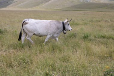 İtalya, Abruzzo 'daki Campo Imperatore.