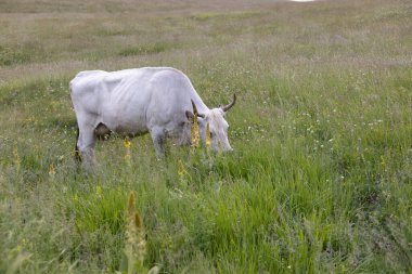 İtalya, Abruzzo 'daki Campo Imperatore.