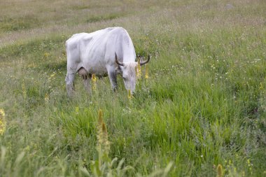 İtalya, Abruzzo 'daki Campo Imperatore.