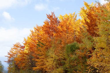 Abruzzo 'da sonbaharda renkli ağaçlar