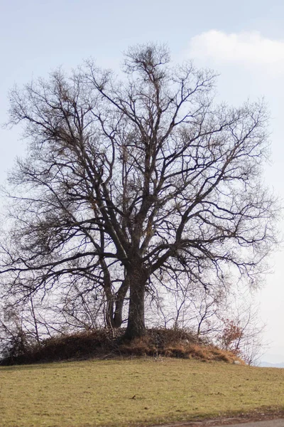 Árvore Sem Folhas Inverno — Fotografia de Stock