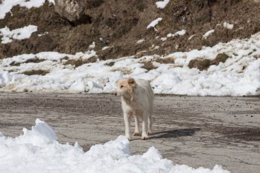 Karla dolu bir yolda köpek