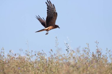 Kuş uçarken böceği yiyor.