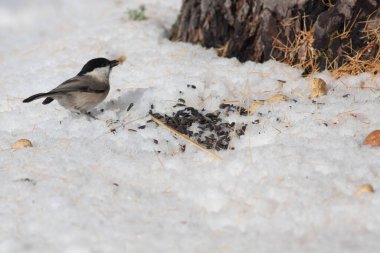 Küçük kuş ağaçta hareketsiz duruyor.