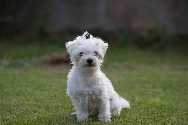 Maltański Pies Ogrodzie — Zdjęcie stockowe