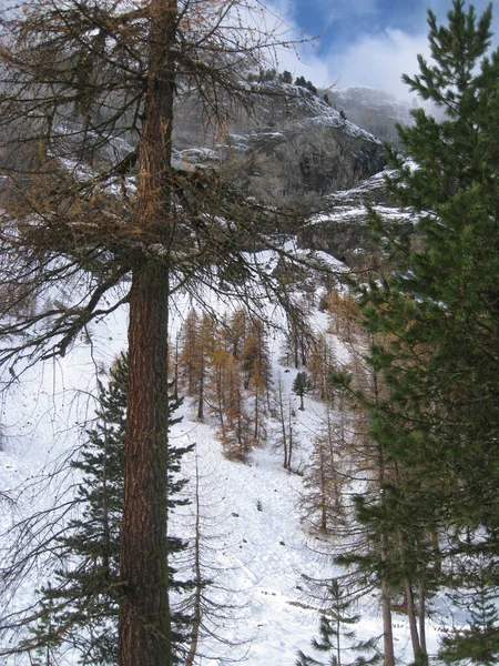 Сосны Горах Зимой — стоковое фото