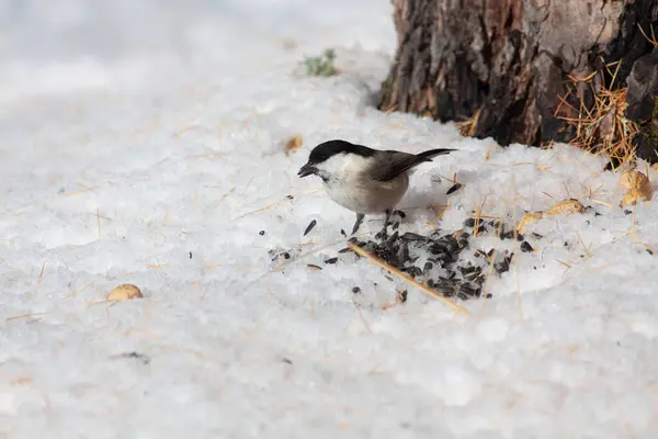 Mały Ptaszek Stojący Nieruchomo Śnieżnej Ziemi — Zdjęcie stockowe