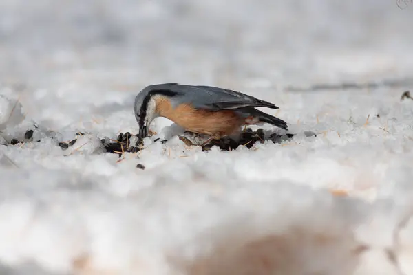 Mały Ptaszek Stojący Nieruchomo Śnieżnej Ziemi — Zdjęcie stockowe