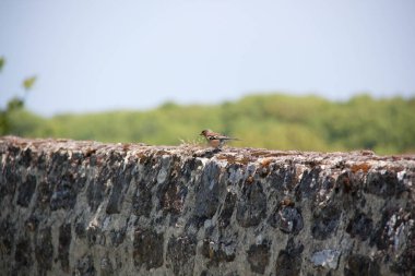 Küçük kuş yerde hareketsiz duruyor.