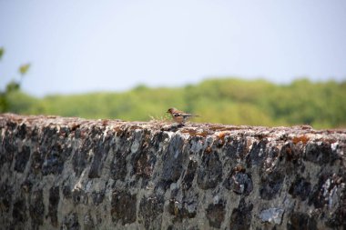 Küçük kuş yerde hareketsiz duruyor.