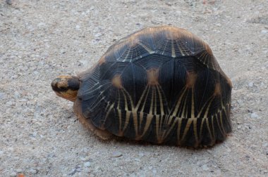 Madagaskar 'da kumda kaplumbağa