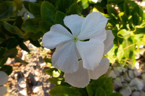 Biały Kwiat Zdjęcia Ciągu Dnia — Zdjęcie stockowe
